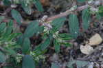 Spotted spurge